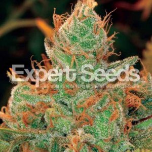 Expert Seeds