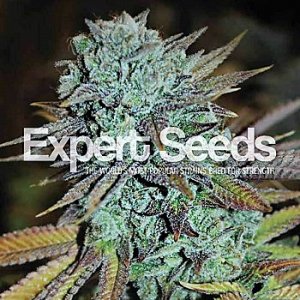 Expert Seeds