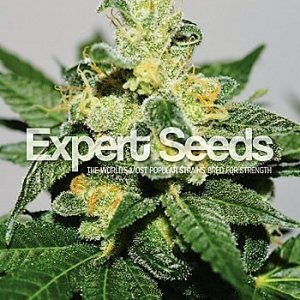 Expert Seeds