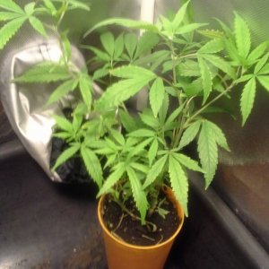 Flittermouse 2017 Indoor Grow