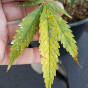 AK-47 clone leaf yellowing