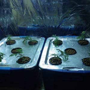 First grow 4x8 scrog 2000w RDWC