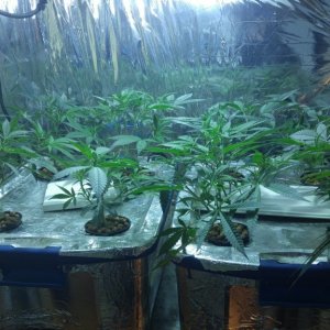 First grow 4x8 scrog 2000w RDWC