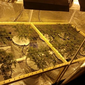 First grow 4x8 scrog 2000w RDWC