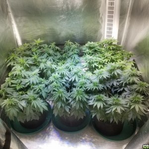 Sour D, Pakastan V, Critical K, Super Skunk, Chemdawg