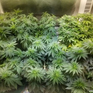 Sour D, Pakastan V, Critical K, Super Skunk, Chemdawg