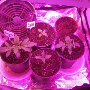 Update #11 1/14/18 Indoor Tent Grow