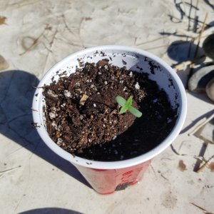 Sour G  planted