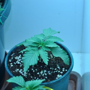 First Grow Coco Blue Mystic fem 9