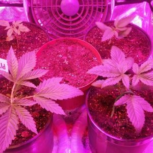 Update #11 1/16/18 Indoor Tent Grow