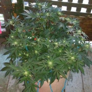 Moonshine blueberry grow