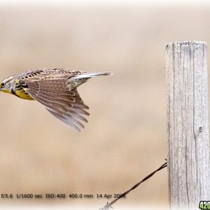 meadowlark1