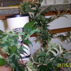 New grow cfl/soil