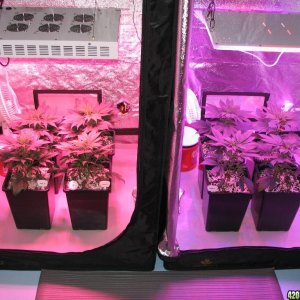 LED comparison 32 days veg