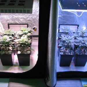 LED comparison 32 days veg