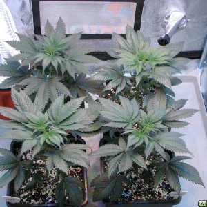 LED comparison 32 days veg