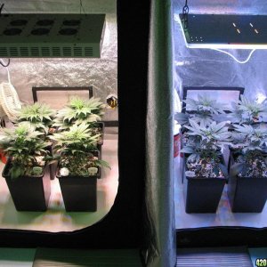 LED comparison 32 days veg