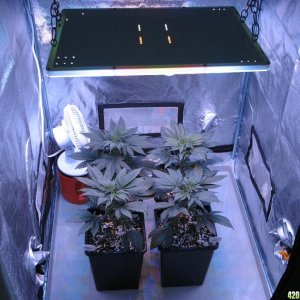 LED comparison 32 days veg