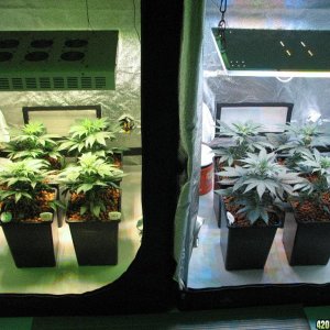 LED comparison 33 days veg