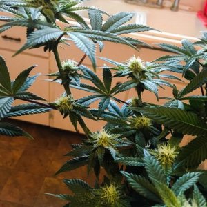 Moonshine blueberry grow