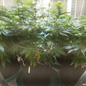 Sour D, Pakastan V, Critical K, Super Skunk, Chemdawg