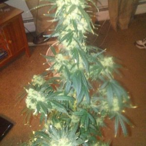 O.G 18 8 weeks into flower