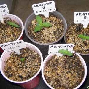 seedlings at 4 days old