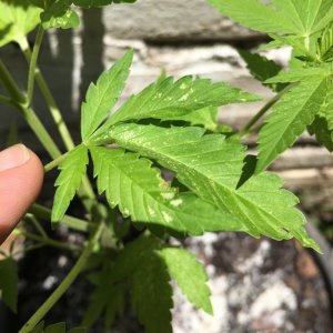 Leafhopper  Damage(fixed)