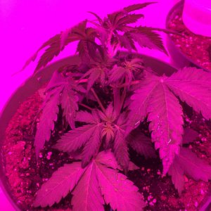 Purple Kush LST day 29