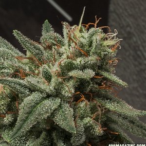 Candy_2_Trichs_CLOSE_UP