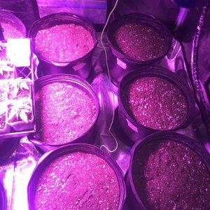 1/30/2018 soil in pots