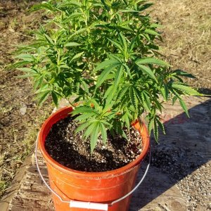 AK-47 transplanted