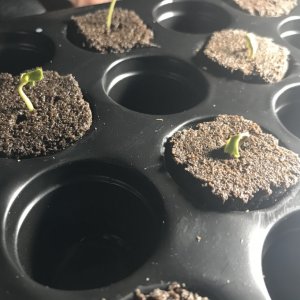 AfroBunny Grow Day 6