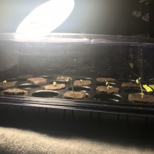 AfroBunny Grow Day 6