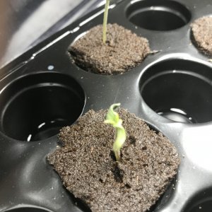 AfroBunny Grow Day 6