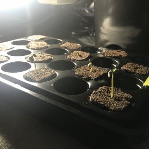 AfroBunny Grow Day 6