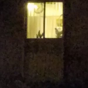 Roosters in the window