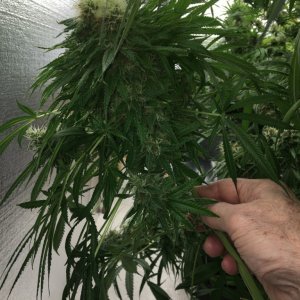 Mama Thai x Pineapple Chunk grow