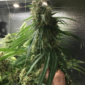 Mama Thai x Pineapple Chunk grow