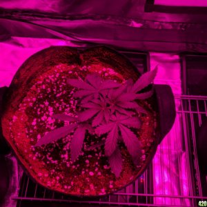 Day22SickPLantIMG_20180205_155915