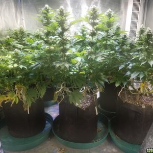 Sour D, Pakastan V, Critical K, Super Skunk, Chemdawg