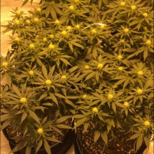 Critical Kush: Gavita 600se: Soil Guerilla Garden