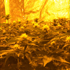 Critical Kush: Gavita 600se: Soil Guerilla Garden