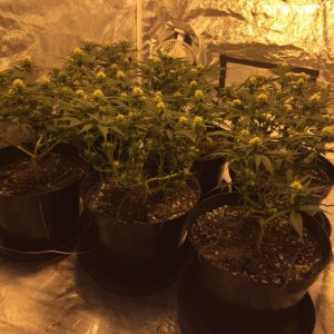 Critical Kush: Gavita 600se: Soil Guerilla Garden