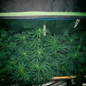 Day 103 of Grow / Day 20 of Flowering