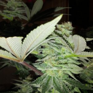 Moonshine blueberry grow