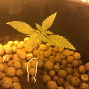 First grow end of week two