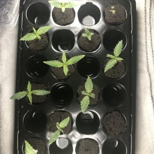 First grow end of week two