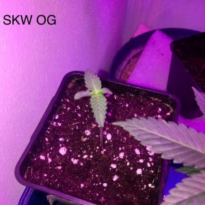 Skywalker og