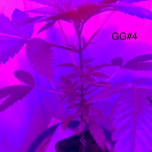 GG#4